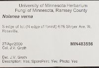 Entoloma vernum image