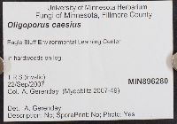 Postia caesia image