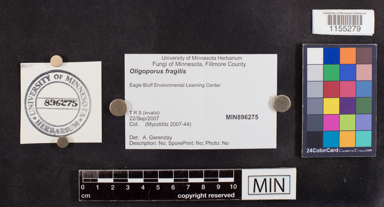 Postia fragilis image