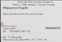 Postia fragilis image