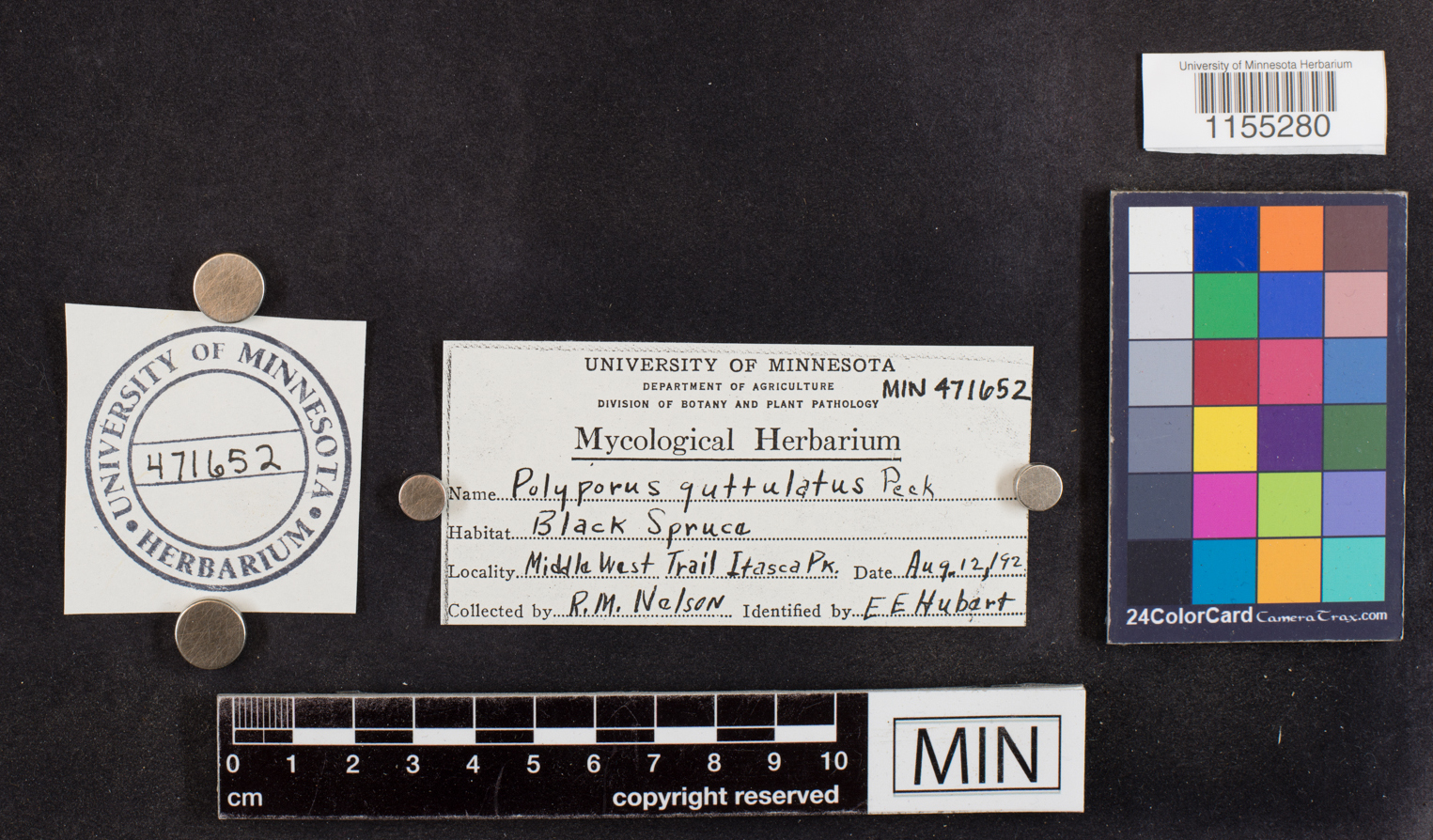 Postia guttulata image