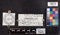Image of Postia guttulata