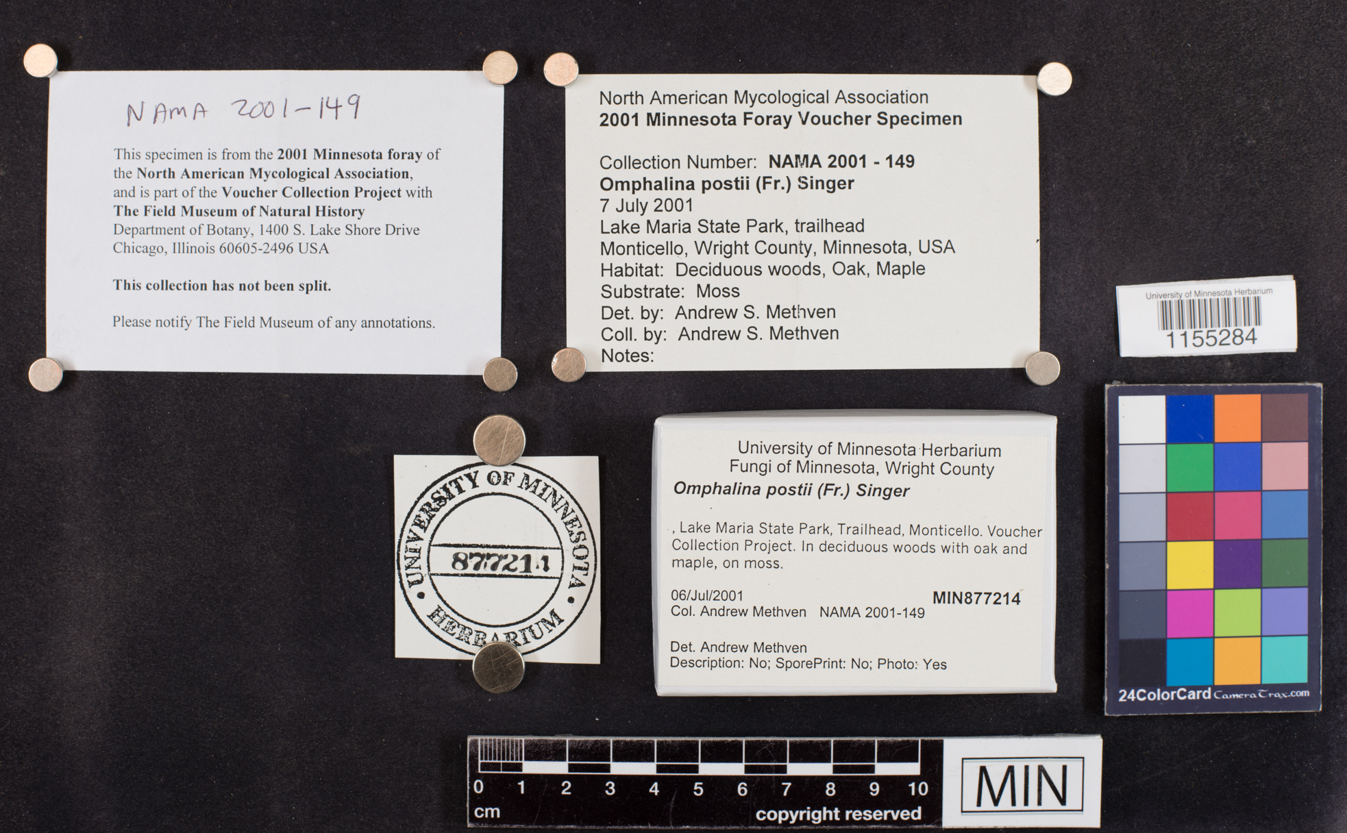 Loreleia postii image