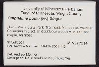 Loreleia postii image