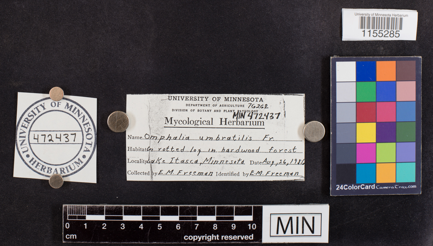 Arrhenia umbratilis image