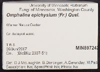 Arrhenia epichysium image