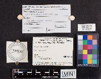 Arrhenia epichysium image