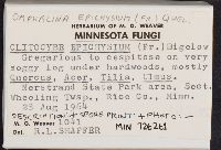 Arrhenia epichysium image