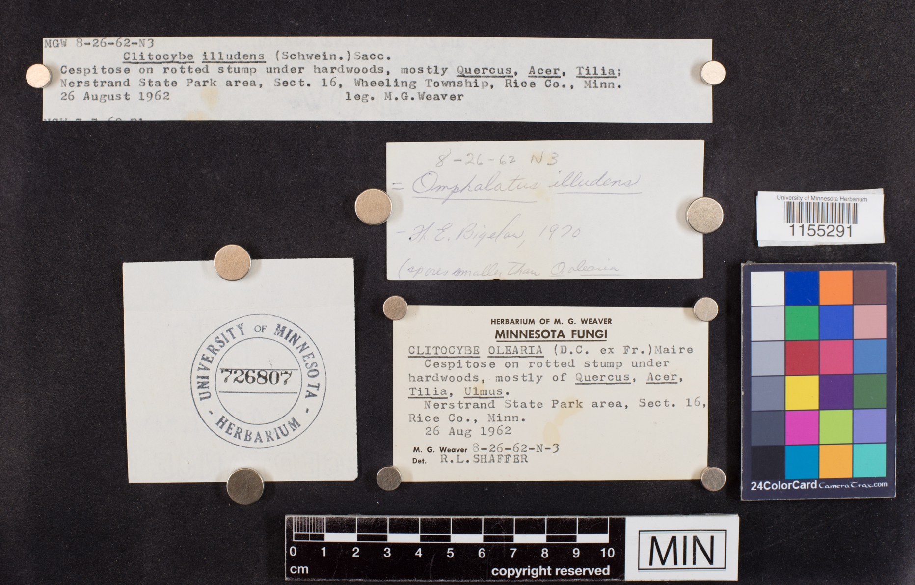 Omphalotus illudens image