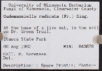 Xerula radicata image