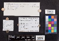 Xerula radicata image