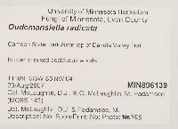 Xerula radicata image