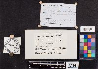 Xerula radicata image