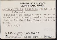 Xerula radicata image