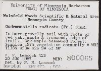 Xerula radicata image