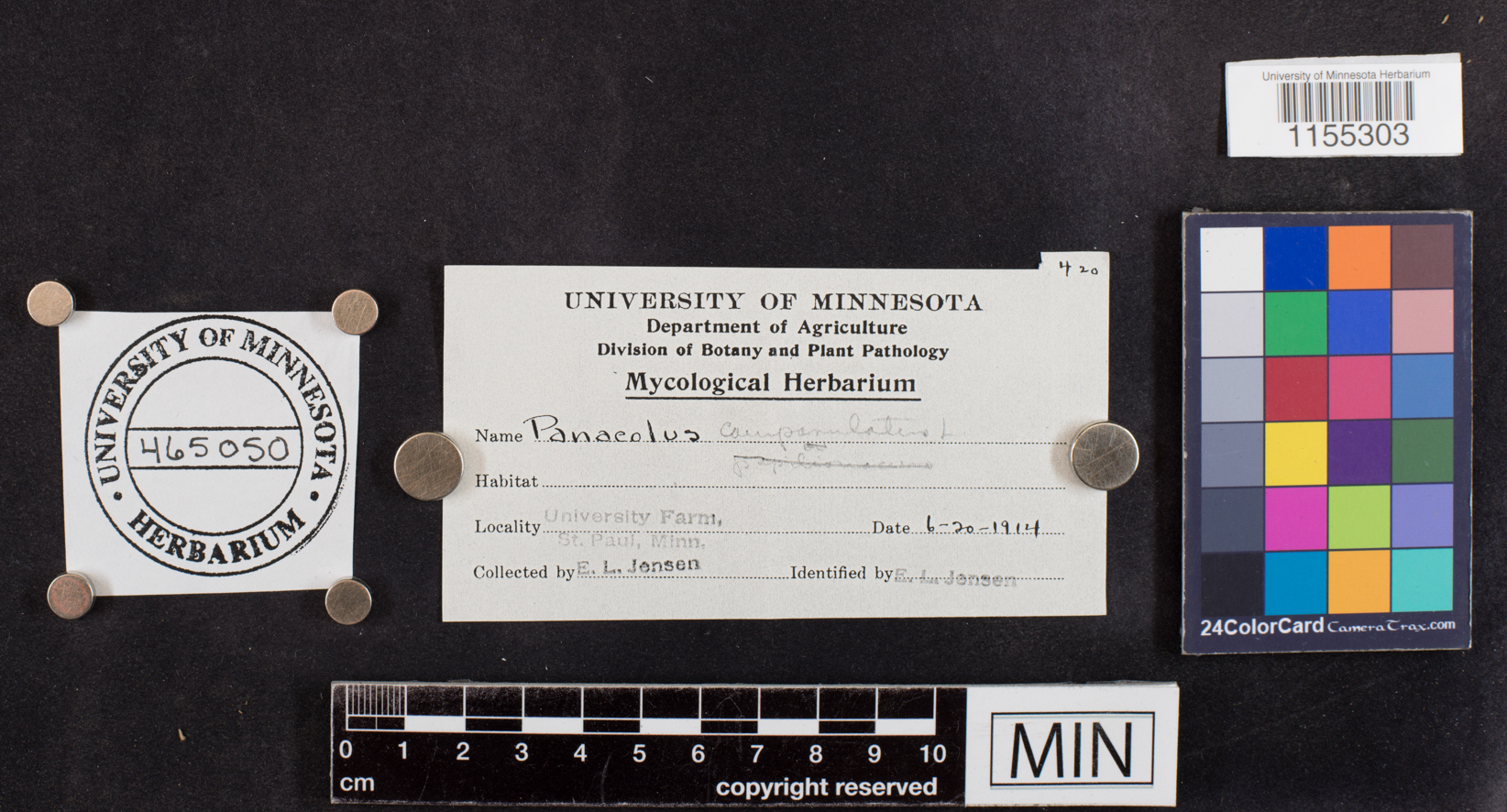 Panaeolus campanulatus image