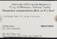 Panaeolus campanulatus image