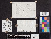 Panaeolus campanulatus image