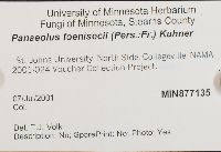 Panaeolina foenisecii image