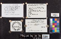 Panaeolina foenisecii image