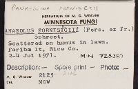 Panaeolina foenisecii image