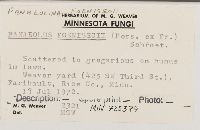 Panaeolina foenisecii image