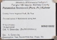 Panaeolina foenisecii image