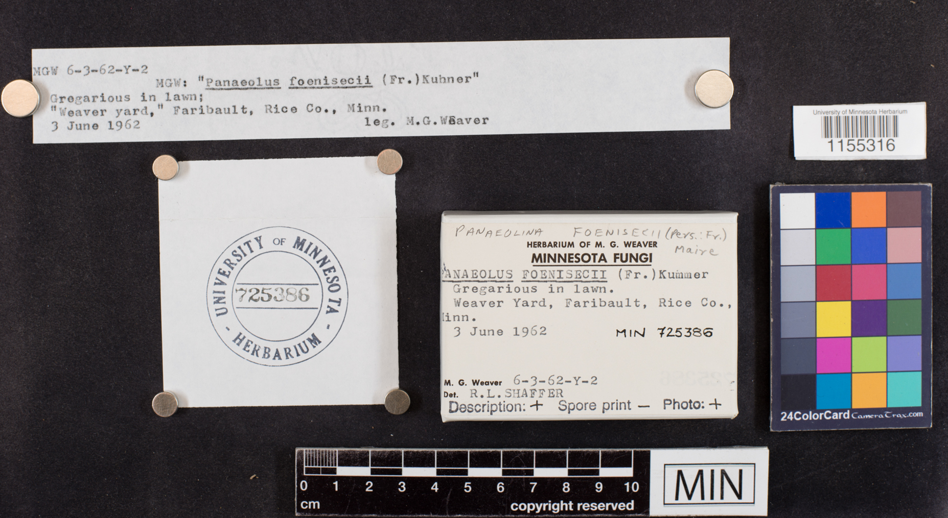 Panaeolina foenisecii image