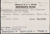 Panaeolina foenisecii image