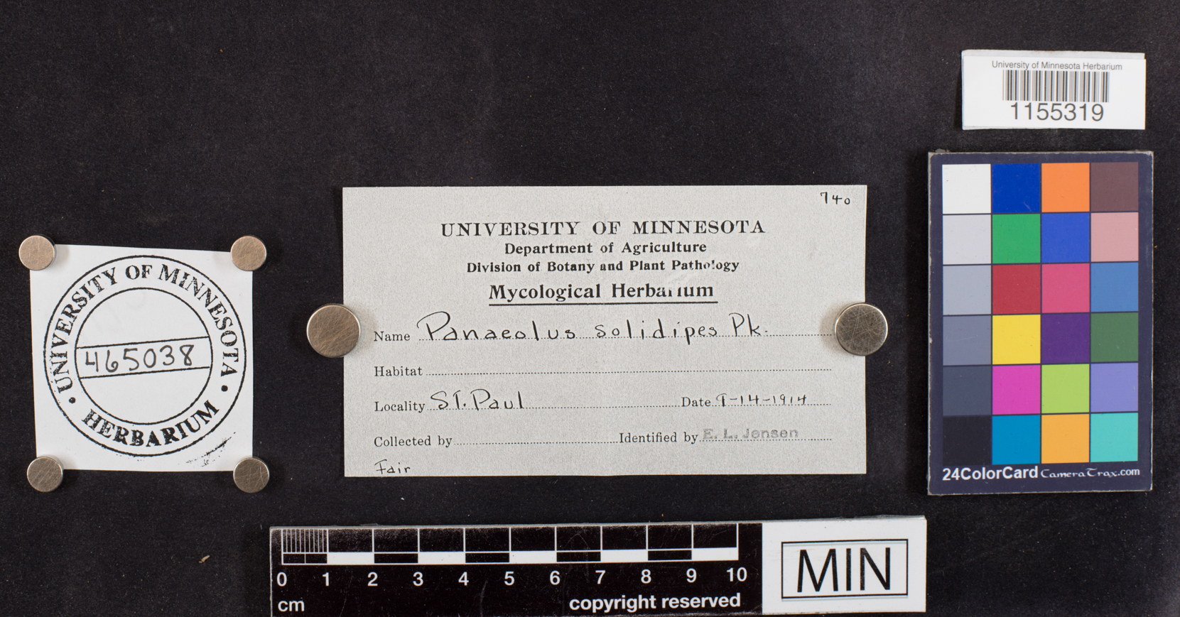 Panaeolus solidipes image