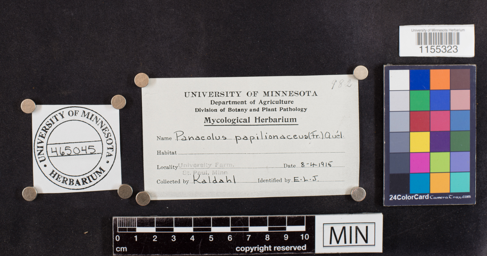 Panaeolus papilionaceus image