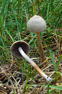 Media resource of Panaeolina foenisecii