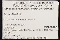 Panaeolina foenisecii image