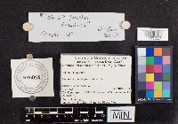 Panaeolina foenisecii image