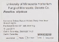 Panellus stipticus image