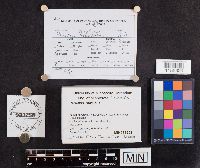 Panellus stipticus image