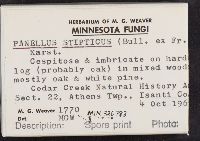 Panellus stipticus image