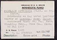 Panellus stipticus image