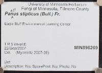 Panellus stipticus image