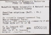 Panellus stipticus image