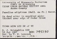 Panellus stipticus image