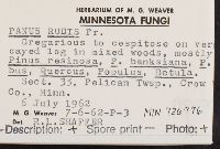 Lentinus strigosus image