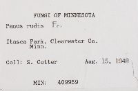 Lentinus strigosus image