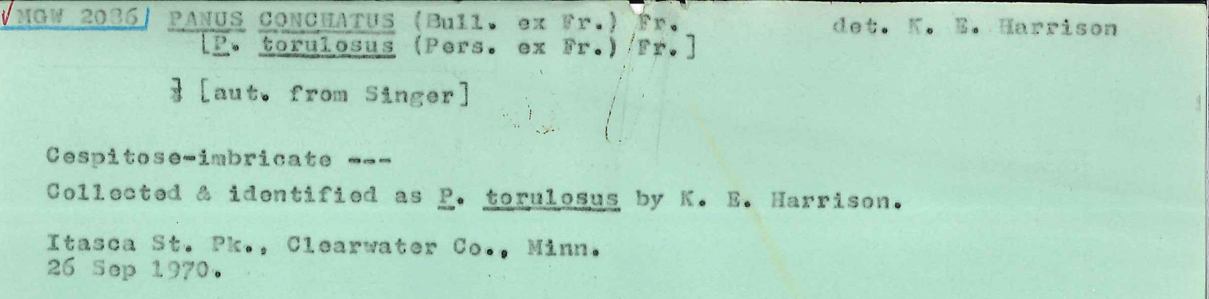 Panus conchatus image