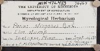 Lentinus levis image