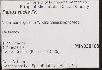 Lentinus strigosus image