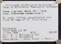Lentinus tigrinus image