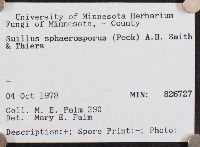 Paragyrodon sphaerosporus image