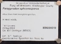 Paragyrodon sphaerosporus image