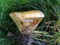 Paragyrodon sphaerosporus image